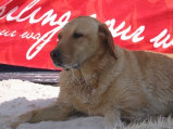 dog_lovers008008.jpg