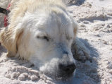 dog_lovers008009.jpg